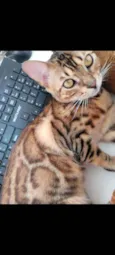 Maya