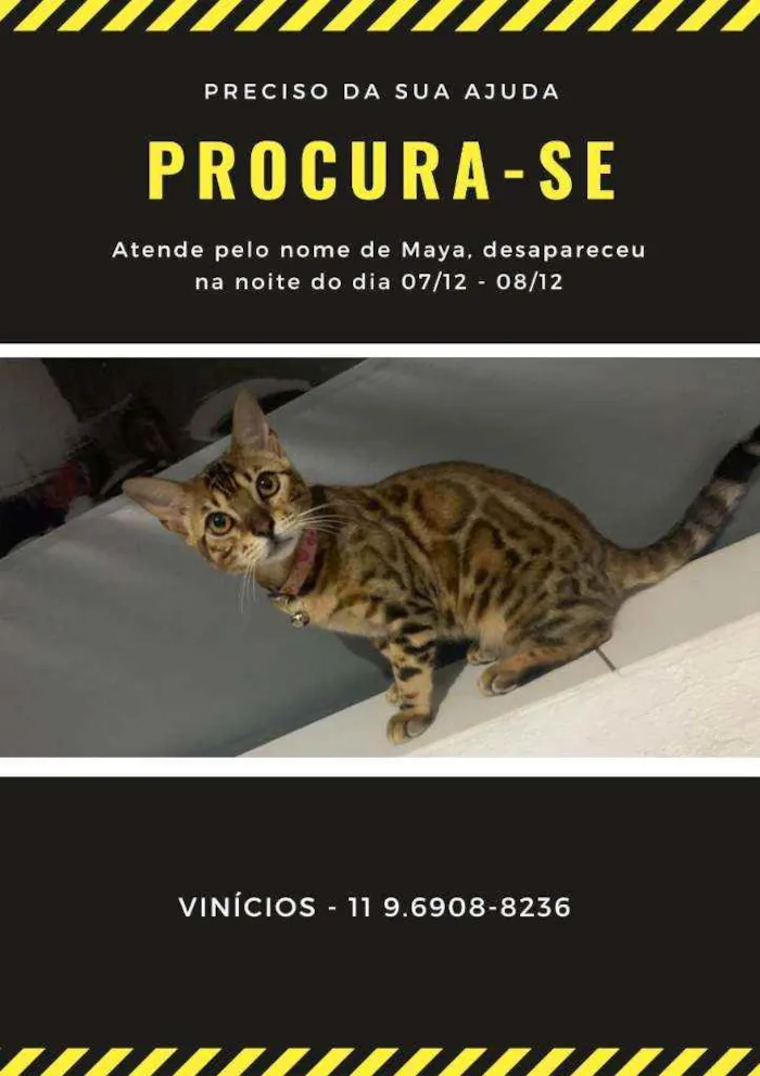 Gato ra a  idade 7 a 11 meses nome Maya