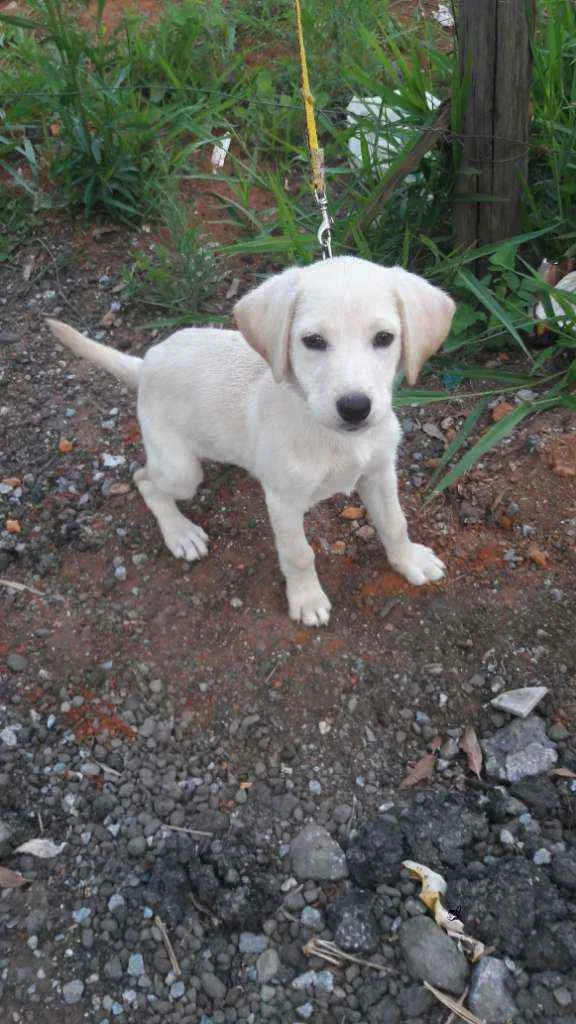 Cachorro raça SRD idade 2 a 6 meses nome Lindas Filhotes