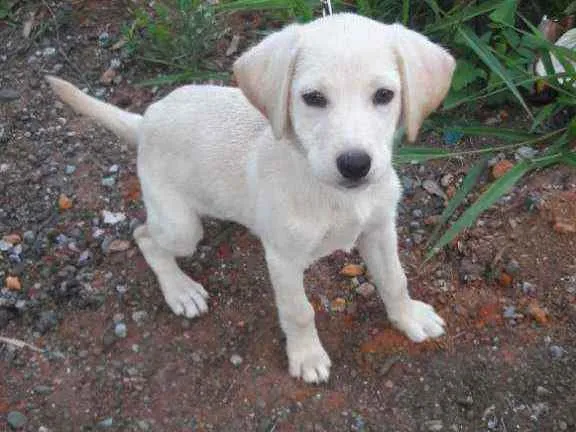 Cachorro raça SRD idade 2 a 6 meses nome Lindas Filhotes