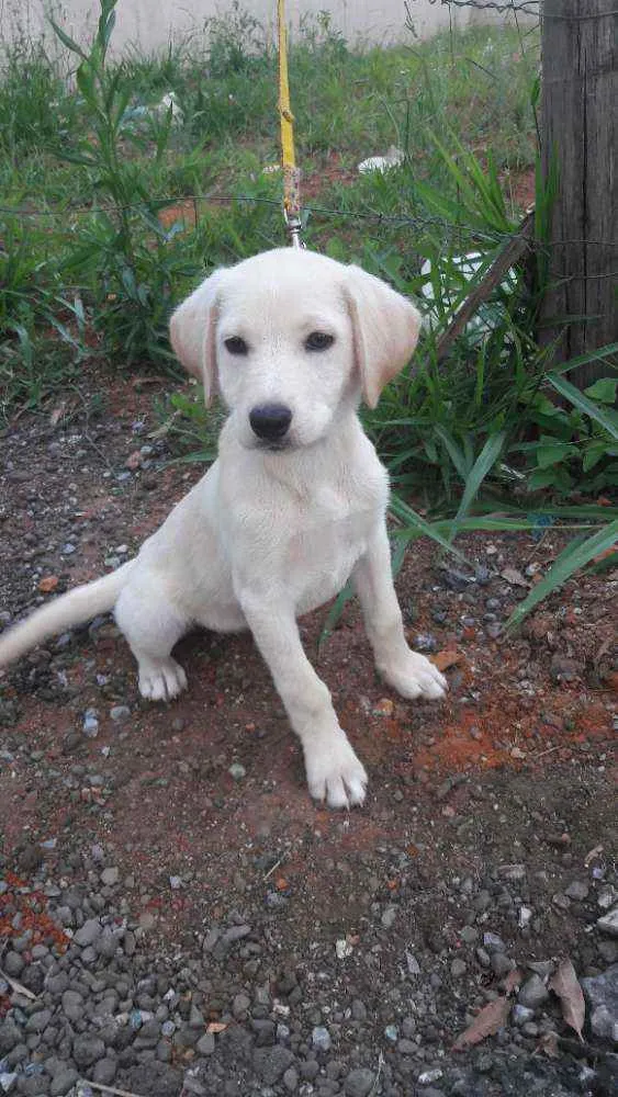 Cachorro raça SRD idade 2 a 6 meses nome Lindas Filhotes