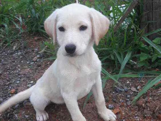 Cachorro raça SRD idade 2 a 6 meses nome Lindas Filhotes