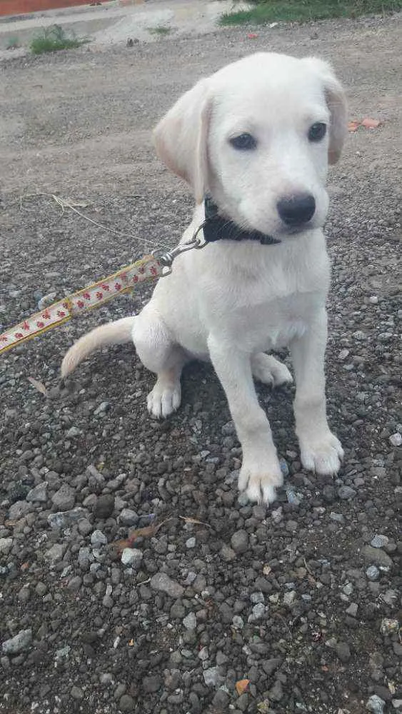 Cachorro raça SRD idade 2 a 6 meses nome Lindas Filhotes