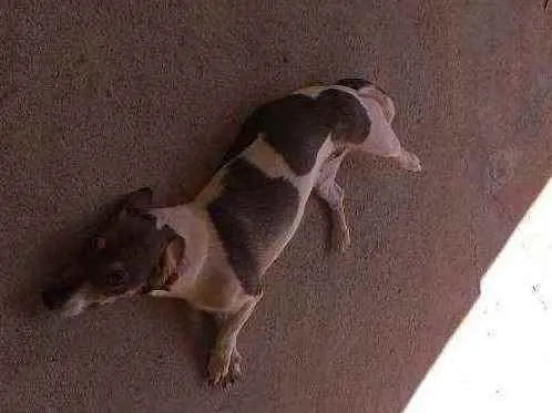 Cachorro ra a Vira lata idade 1 ano nome Mel