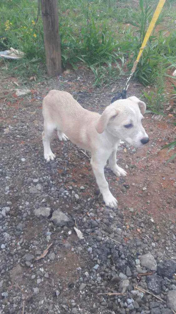 Cachorro raça SRD idade 2 a 6 meses nome Lindas Filhotes