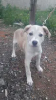 Cachorro raça SRD idade 2 a 6 meses nome Lindas Filhotes