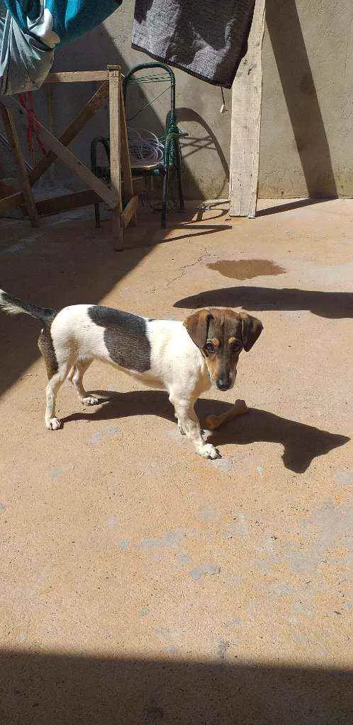 Cachorro ra a Vira lata idade 1 ano nome Mel