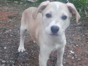 Cachorro raça SRD idade 2 a 6 meses nome Lindas Filhotes