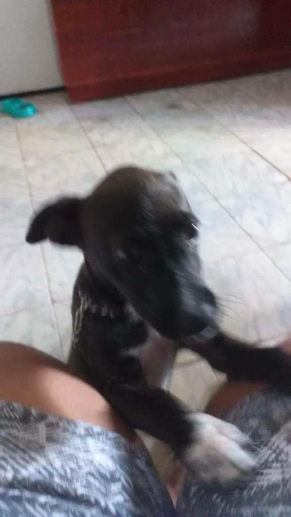 Cachorro ra a SRD idade 2 a 6 meses nome Pipoca