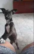 Pipoca