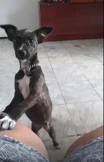 Cachorro ra a SRD idade 2 a 6 meses nome Pipoca