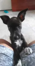 Pipoca