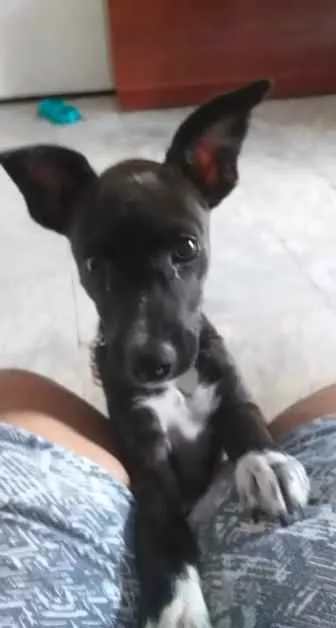 Cachorro ra a SRD idade 2 a 6 meses nome Pipoca