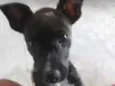Pipoca