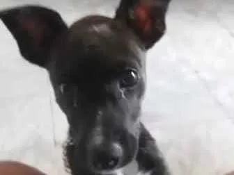 Cachorro ra a SRD idade 2 a 6 meses nome Pipoca