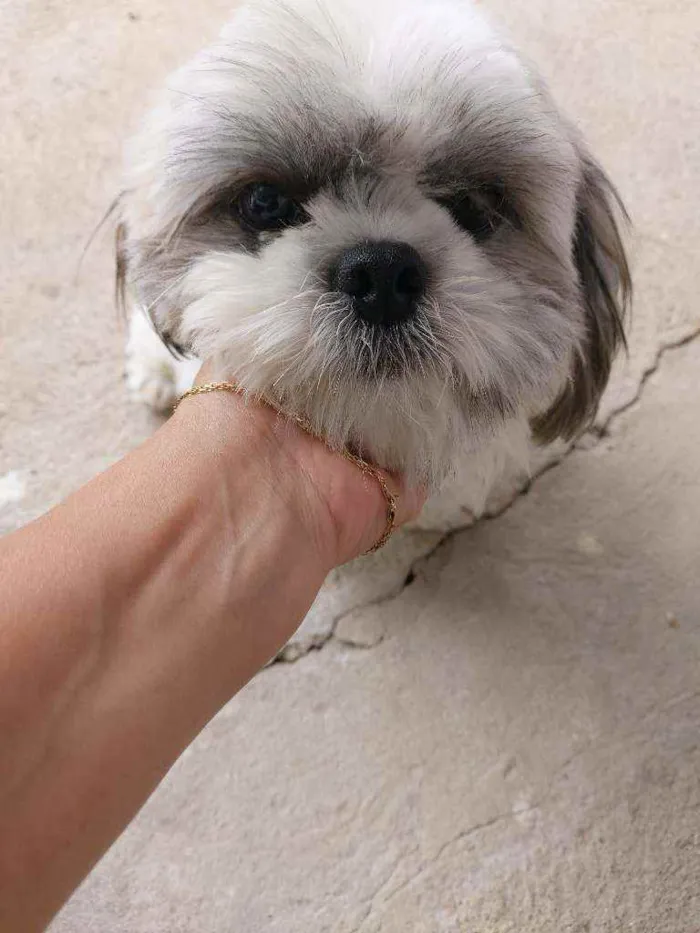 Cachorro raça Shitsu  idade 1 ano nome Billy