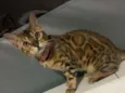 Maya