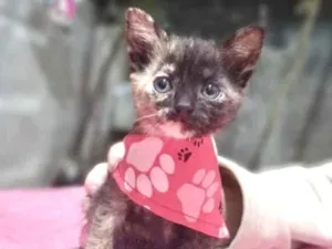 Gato raça  idade 2 a 6 meses nome Gatinha 1
