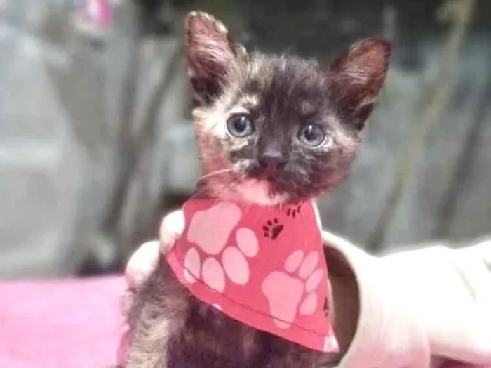 Gato raça  idade 2 a 6 meses nome Gatinha 1