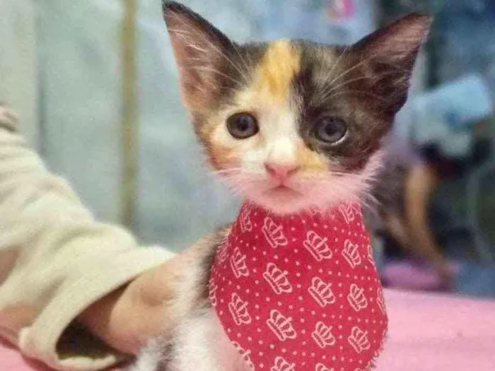 Gato raça  idade 2 a 6 meses nome Gatinha 2