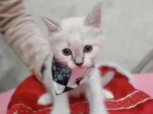 Gato raça  idade 2 a 6 meses nome Gatinho 2