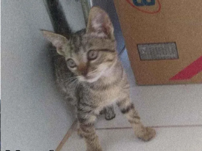 Gato raça SRD  idade 2 a 6 meses nome Mãe gato e seus bbs