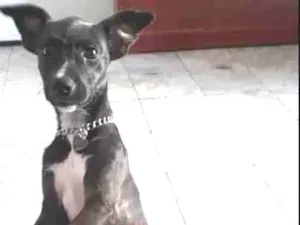 Cachorro raça SRD idade 2 a 6 meses nome Pipoca