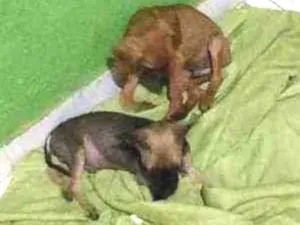 Cachorro raça Vira lata  idade 1 ano nome Não tem 