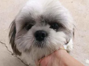 Cachorro raça Shitsu  idade 1 ano nome Billy