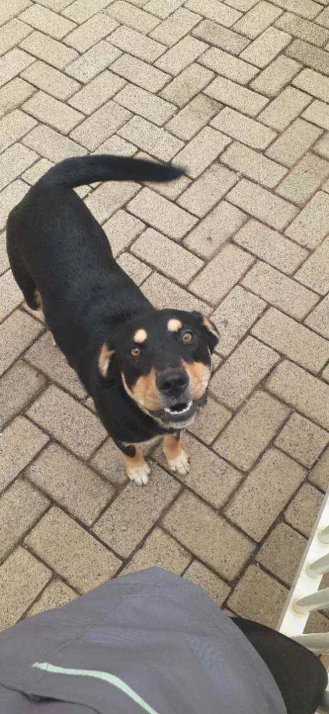 Cachorro ra a Sem raça  definida idade 7 a 11 meses nome Belinha