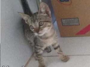 Gato raça SRD  idade 2 a 6 meses nome Mãe gato e seus bbs