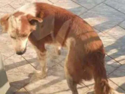 Cachorro raça Vira lata  idade 6 ou mais anos nome Charopinho 