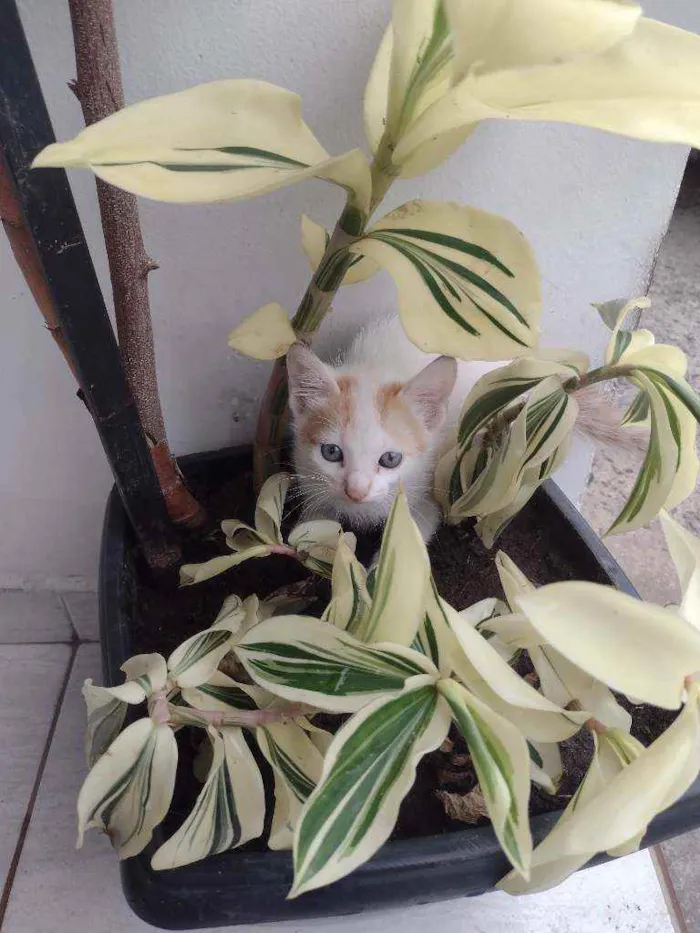 Gato ra a INDEFINIDA idade 2 a 6 meses nome ALE