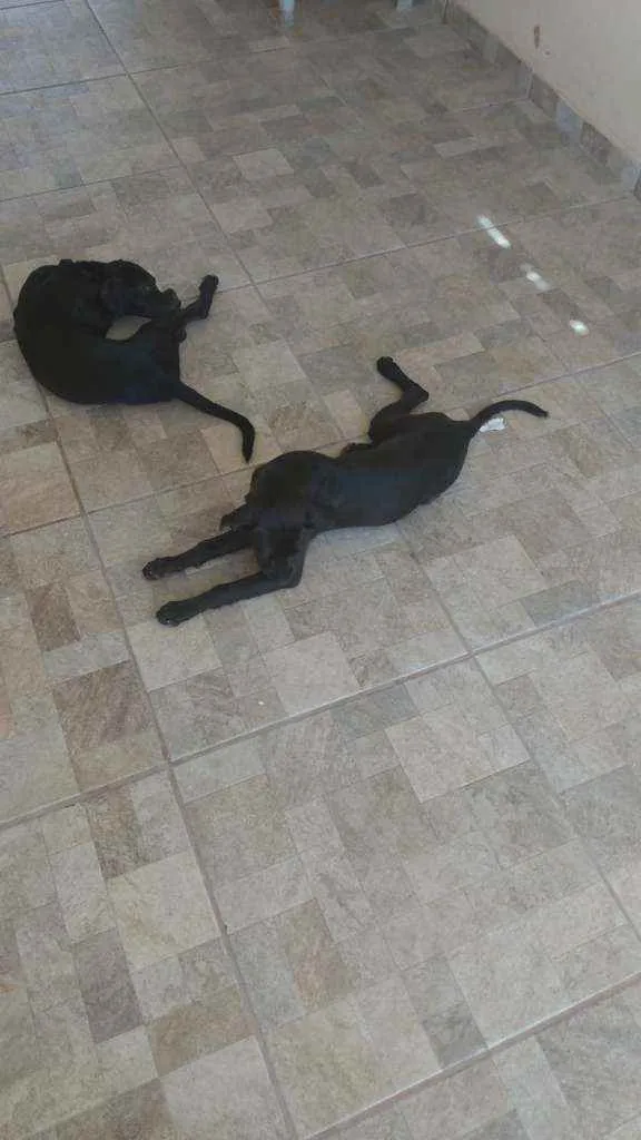 Cachorro ra a vira lata idade 2 a 6 meses nome maninho e maninha