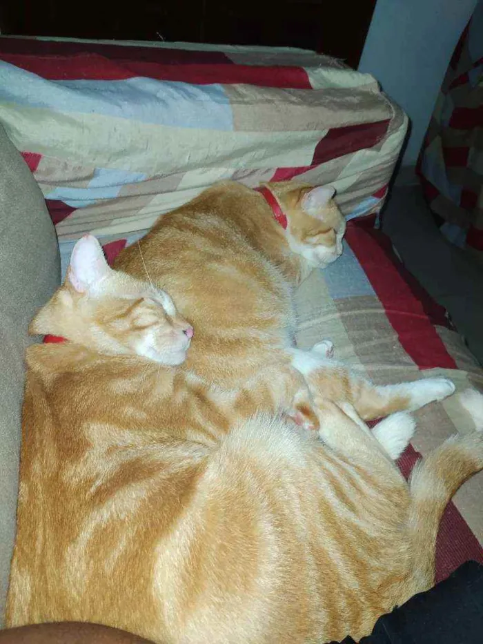 Gato raça Sem raça idade 3 anos nome Bina e Gordinho