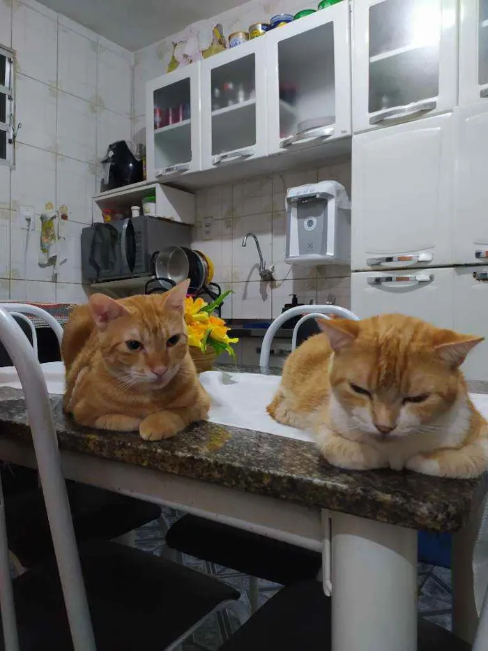 Gato raça Sem raça idade 3 anos nome Bina e Gordinho