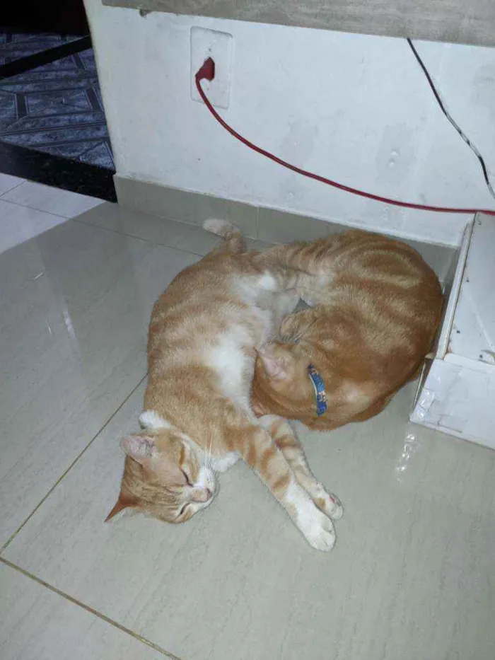 Gato raça Sem raça idade 3 anos nome Bina e Gordinho