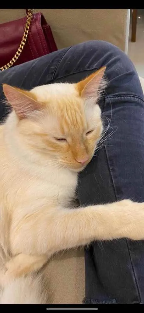 Gato ra a Sem raça  idade 1 ano nome Duque 