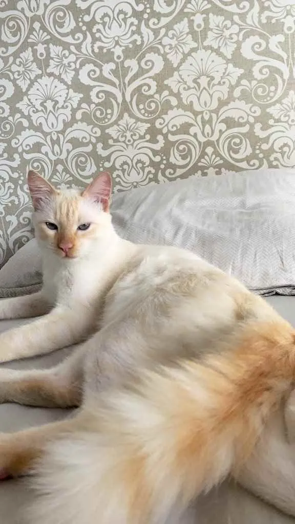 Gato ra a Sem raça  idade 1 ano nome Duque 