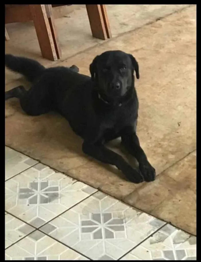 Cachorro ra a Labrador  idade 1 ano nome Baco