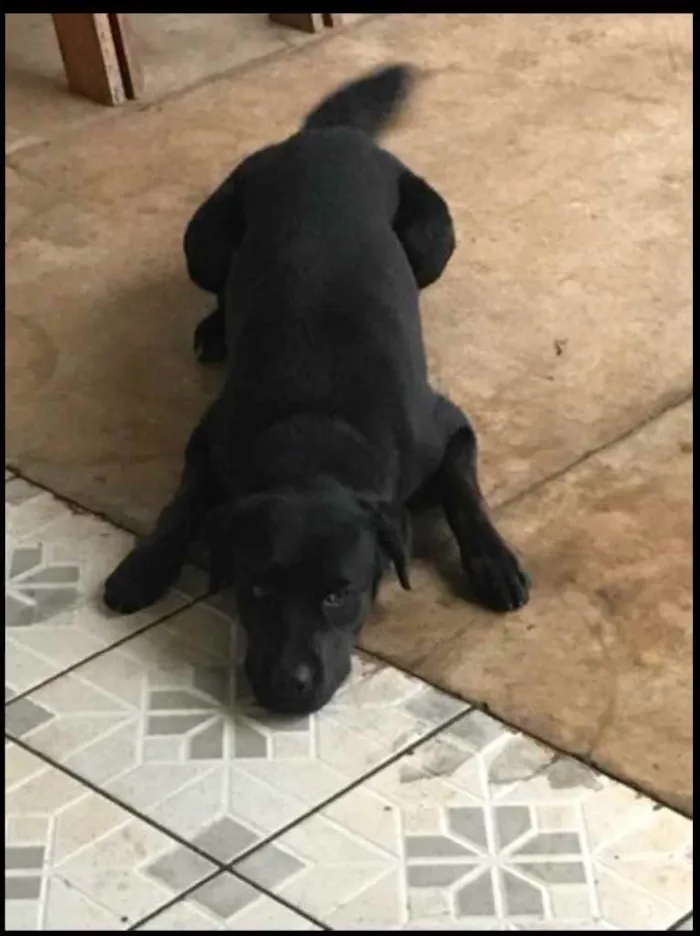 Cachorro ra a Labrador  idade 1 ano nome Baco