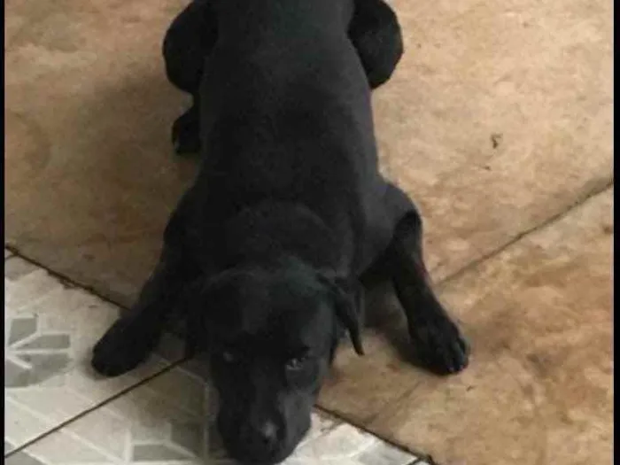 Cachorro ra a Labrador  idade 1 ano nome Baco