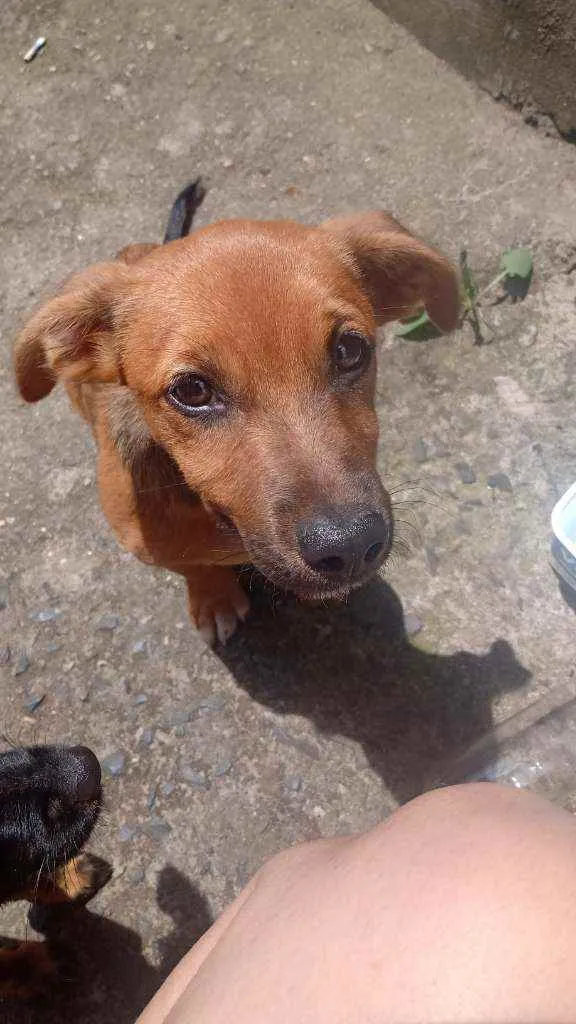 Cachorro ra a Vira-lata idade 2 a 6 meses nome Sem nome 