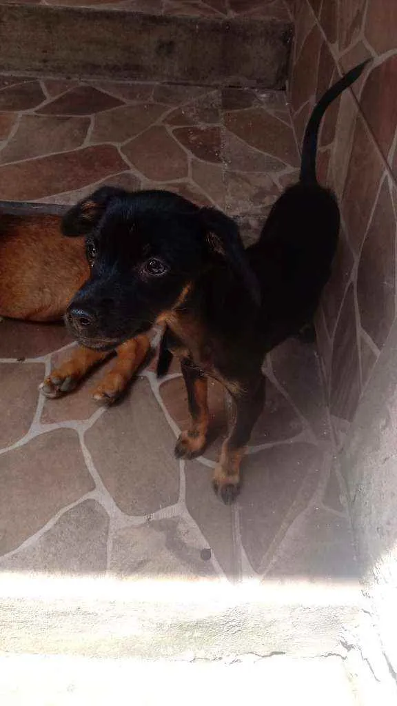 Cachorro ra a Vira-lata idade 2 a 6 meses nome Sem nome 