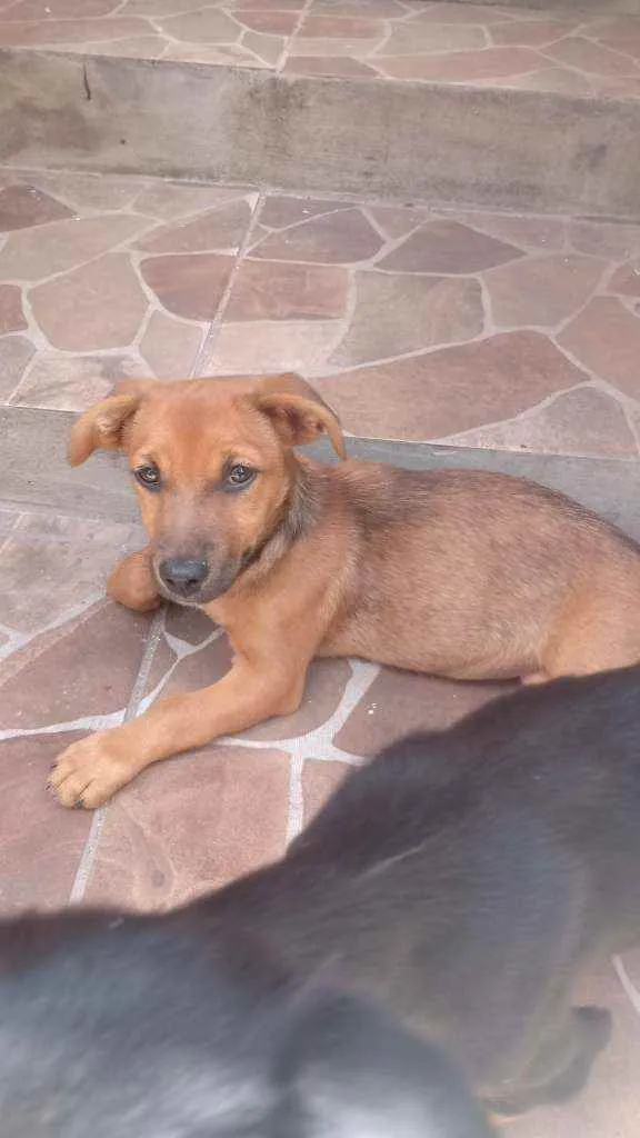 Cachorro ra a Vira-lata idade 2 a 6 meses nome Sem nome 