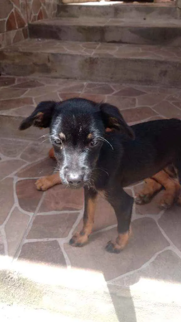 Cachorro ra a Vira-lata idade 2 a 6 meses nome Sem nome 