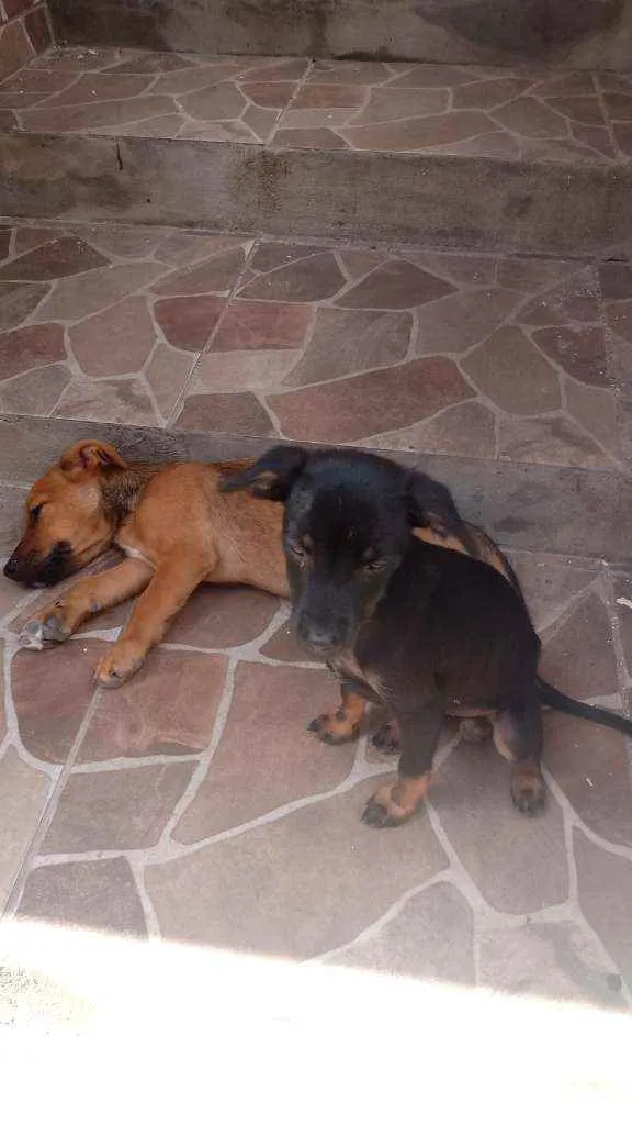 Cachorro ra a Vira-lata idade 2 a 6 meses nome Sem nome 
