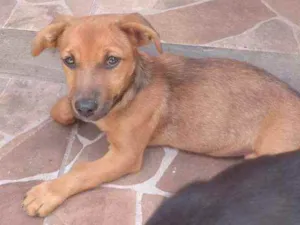 Cachorro raça Vira-lata idade 2 a 6 meses nome Sem nome 