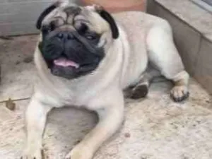 Cachorro raça Pug idade 4 anos nome Bolota