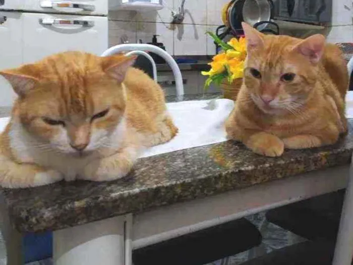 Gato raça Sem raça idade 3 anos nome Bina e Gordinho